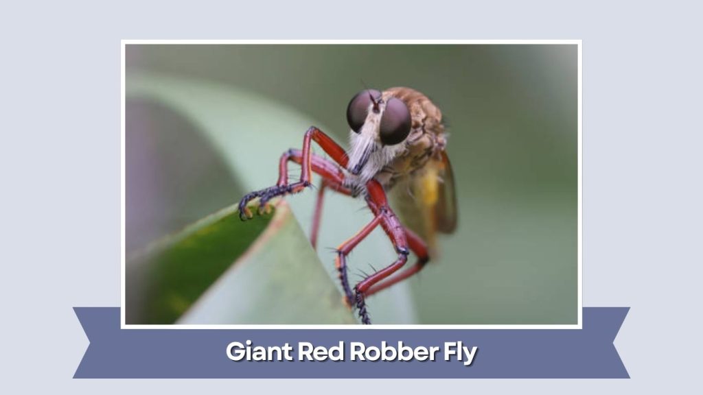 Giant Red Robber Fly