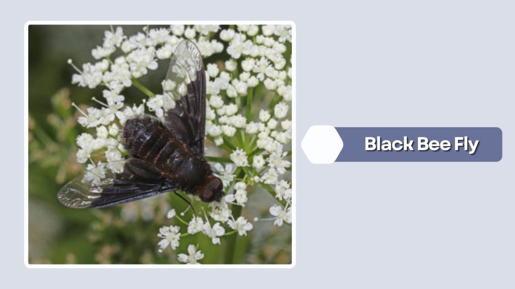 Black Bee Fly