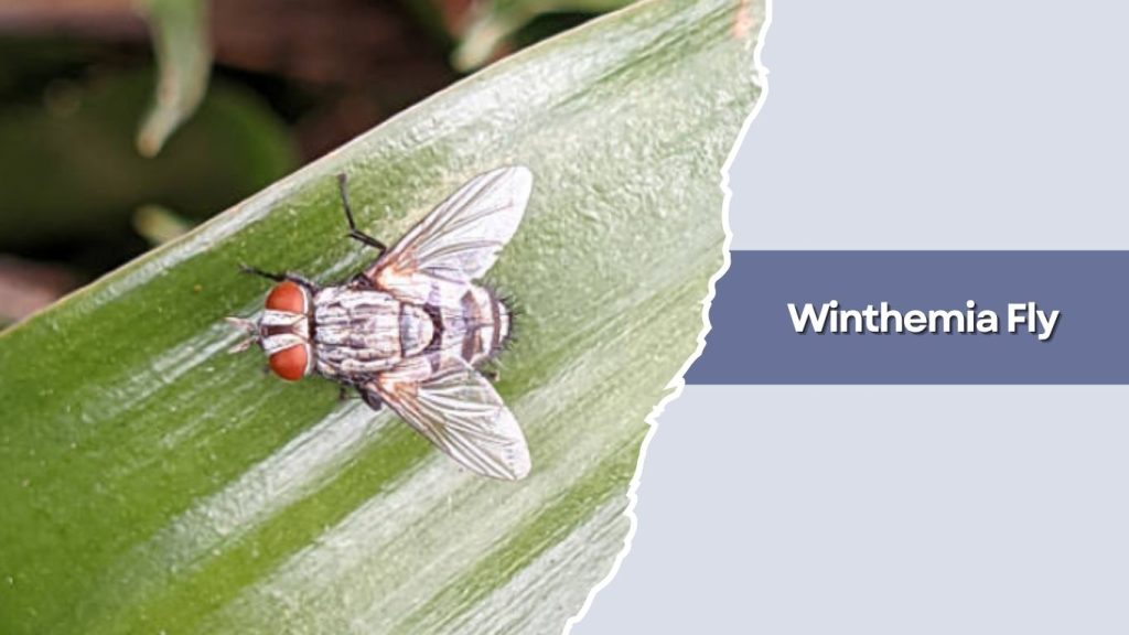 Winthemia Fly