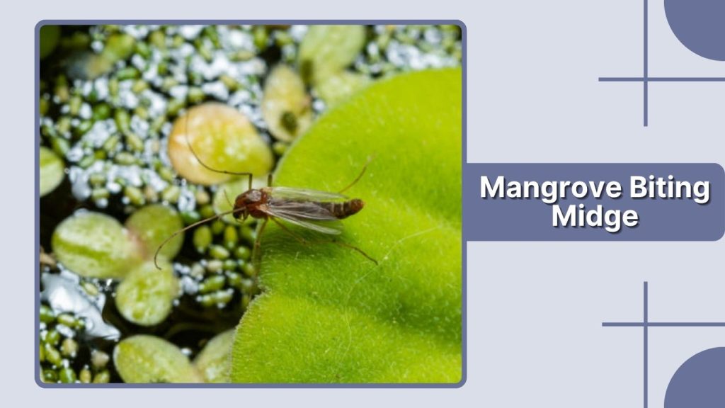 Mangrove Biting Midge