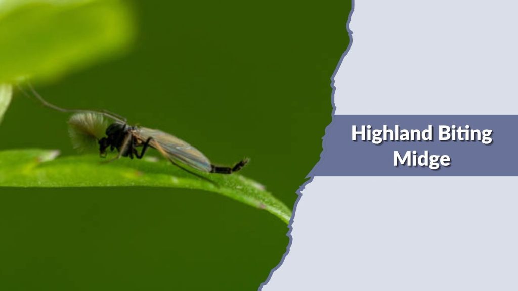 Highland Biting Midge