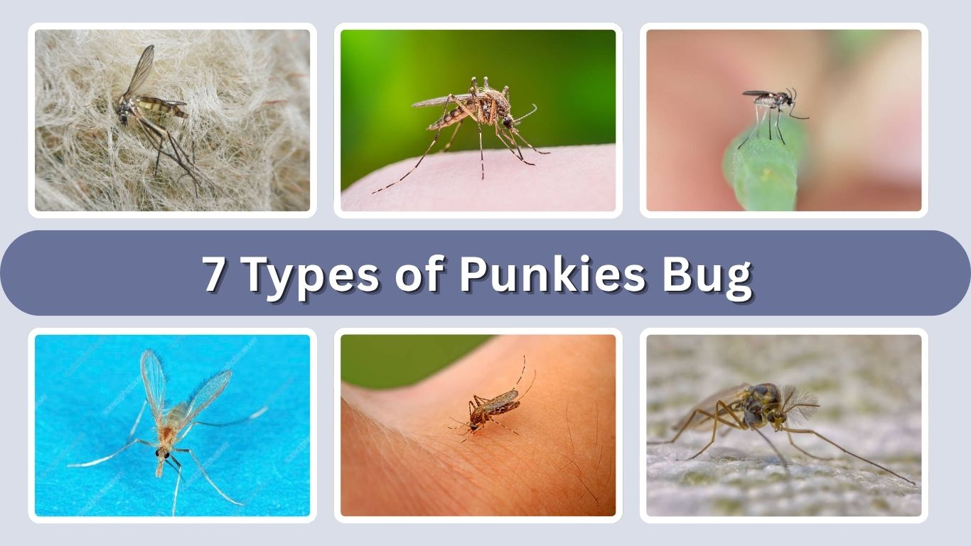 7 Types of Punkies Bug: Identification With Pictures