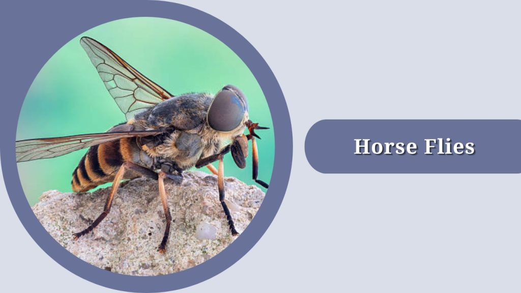 Horse Flies