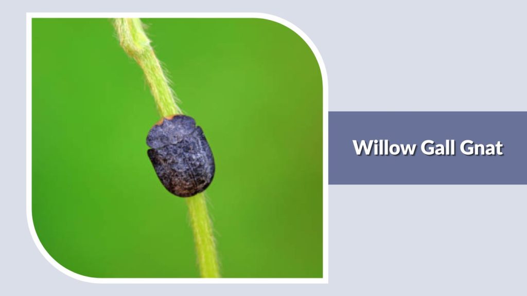 Willow Gall Gnat