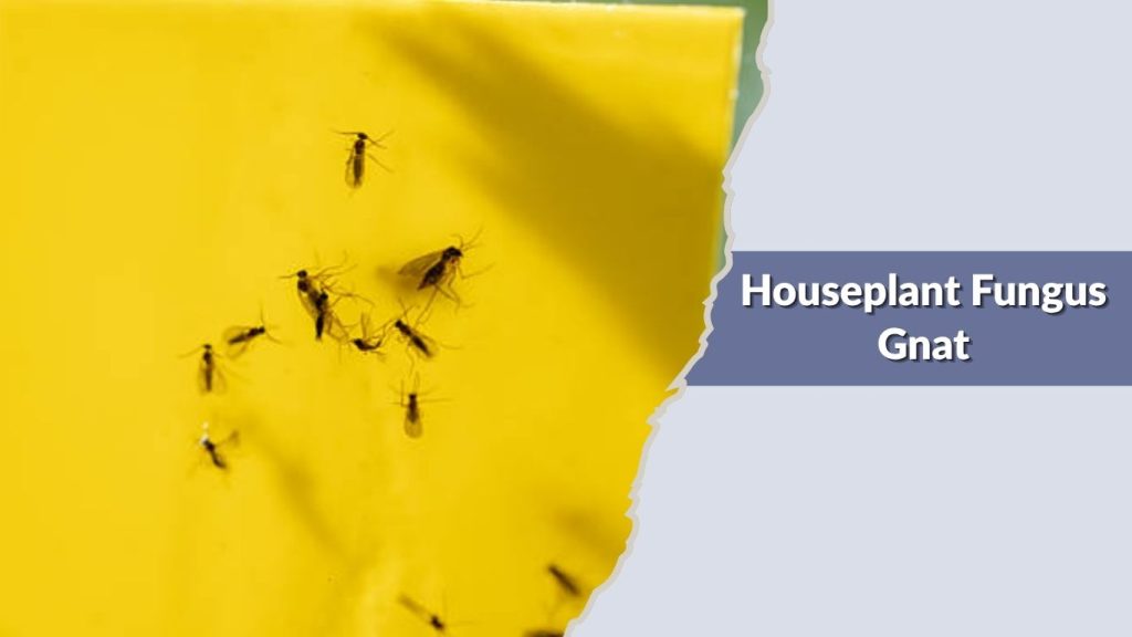  Houseplant Fungus Gnat