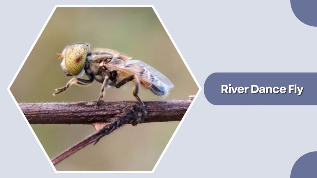 River Dance Fly