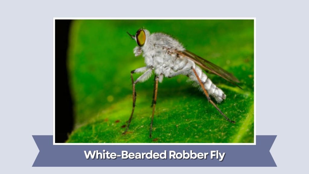 White-Bearded Robber Fly