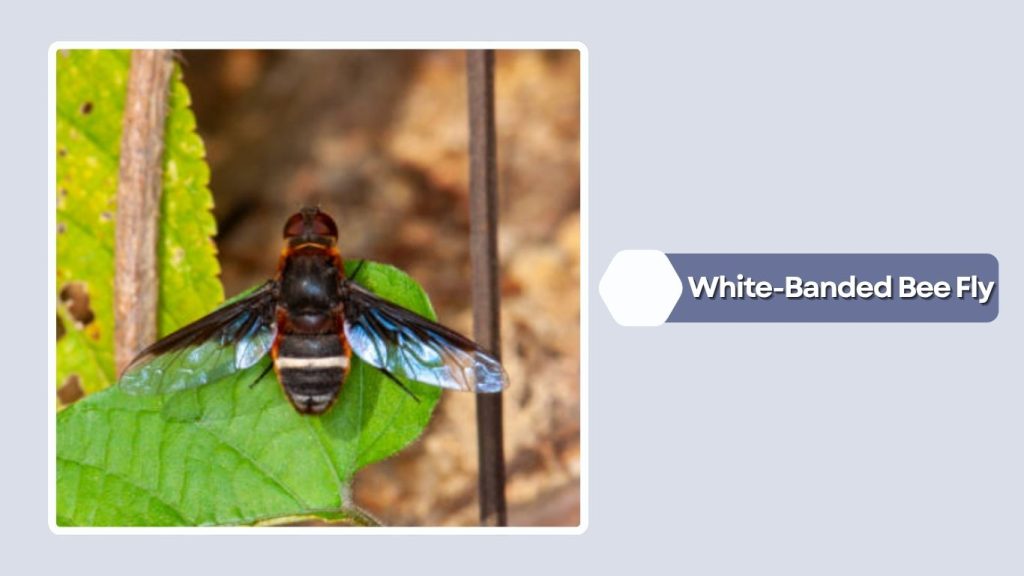 White-Banded Bee Fly