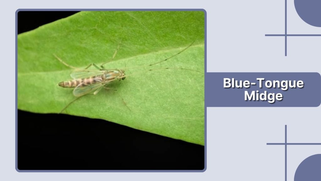 Blue-Tongue Midge