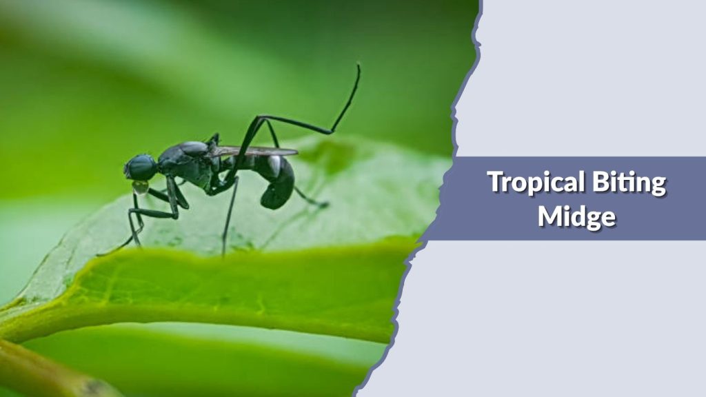 Tropical Biting Midge