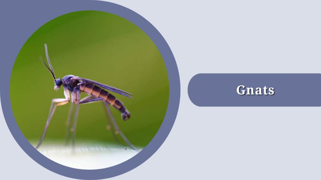 Gnats