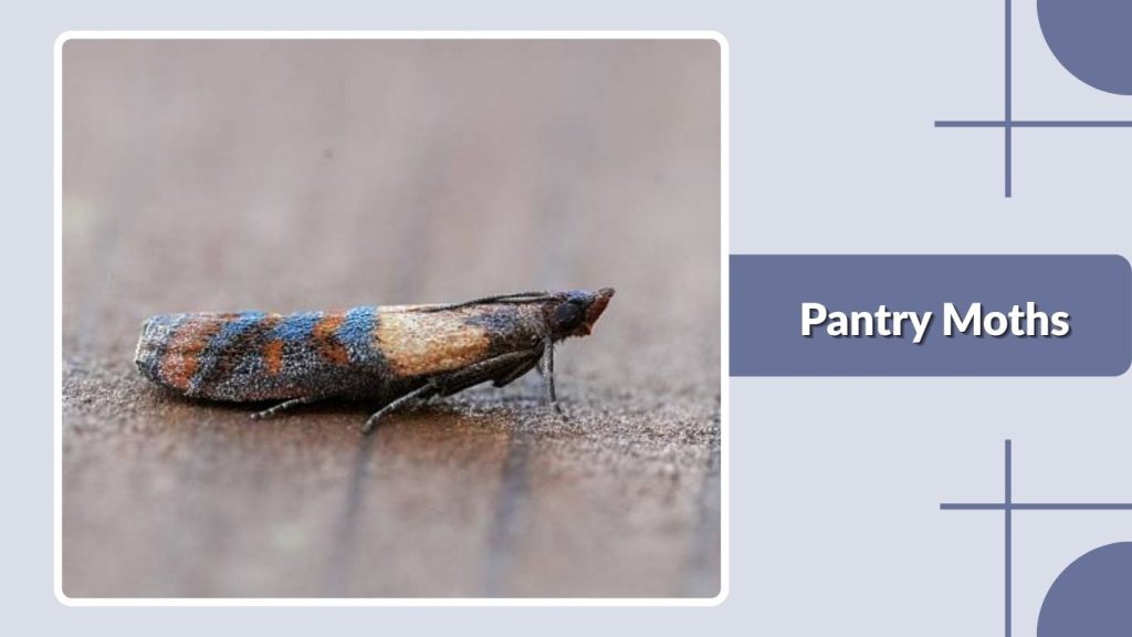 Pantry Moths
