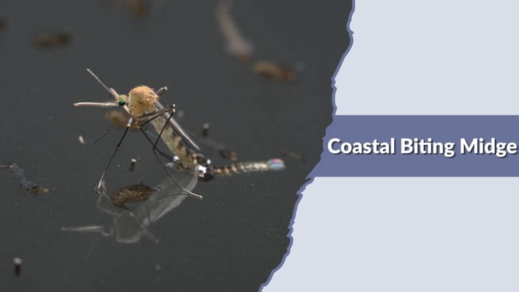 Coastal Biting Midge