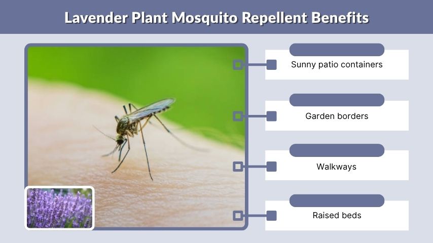 Lavender Plant Mosquito Repellent Benefits