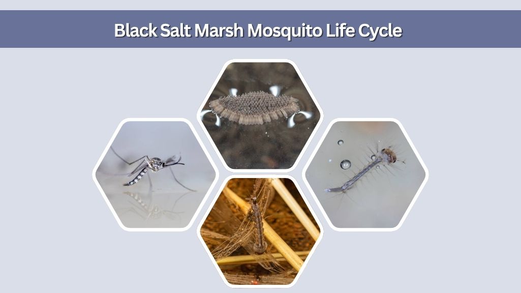 Black Salt Marsh Mosquito Life Cycle