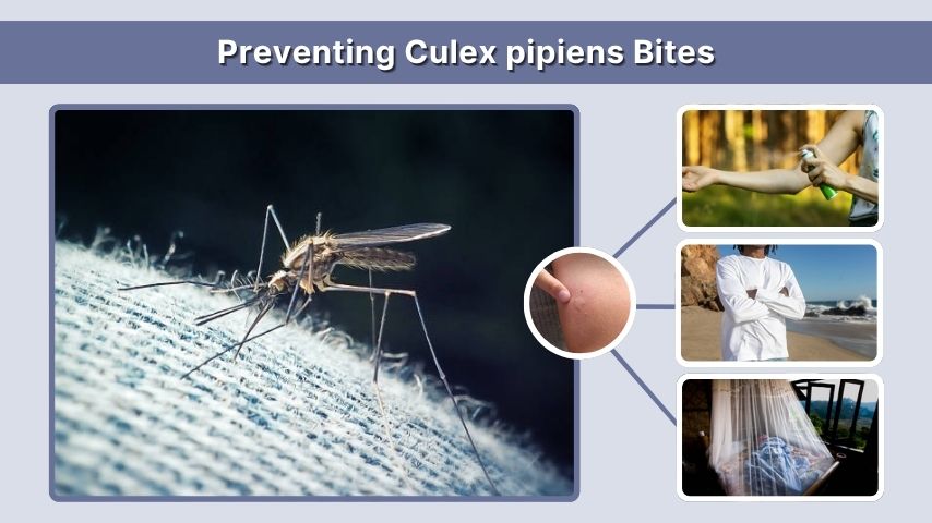 Preventing Culex pipiens Bites