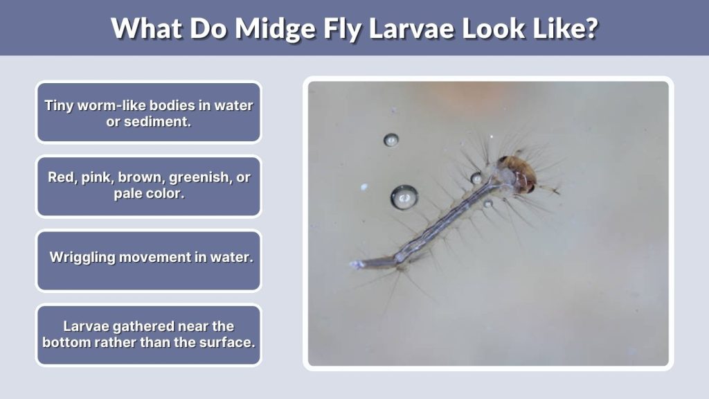 What Do Midge Fly Larvae Look Like?