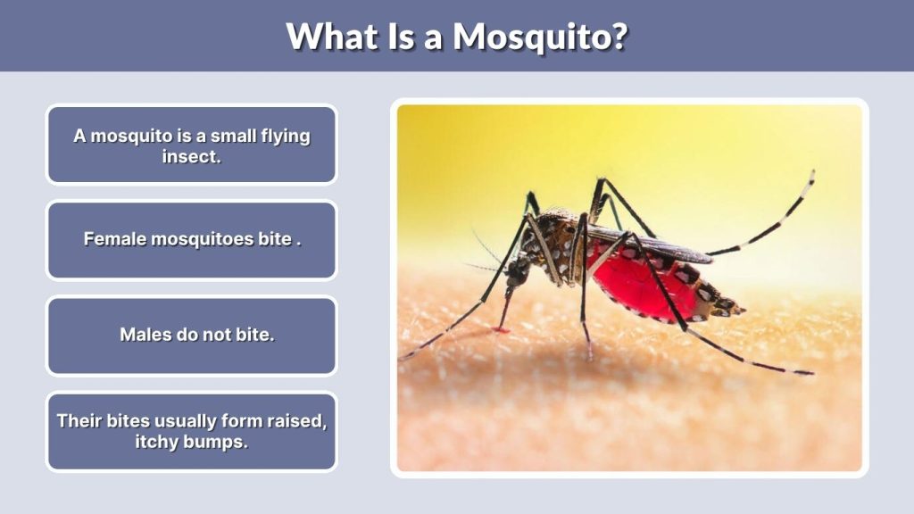 What Is a Mosquito?