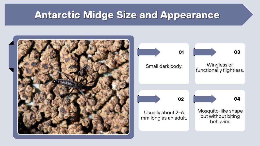 Antarctic Midge Size and Appearance