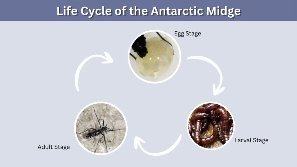 Life Cycle of the Antarctic Midge