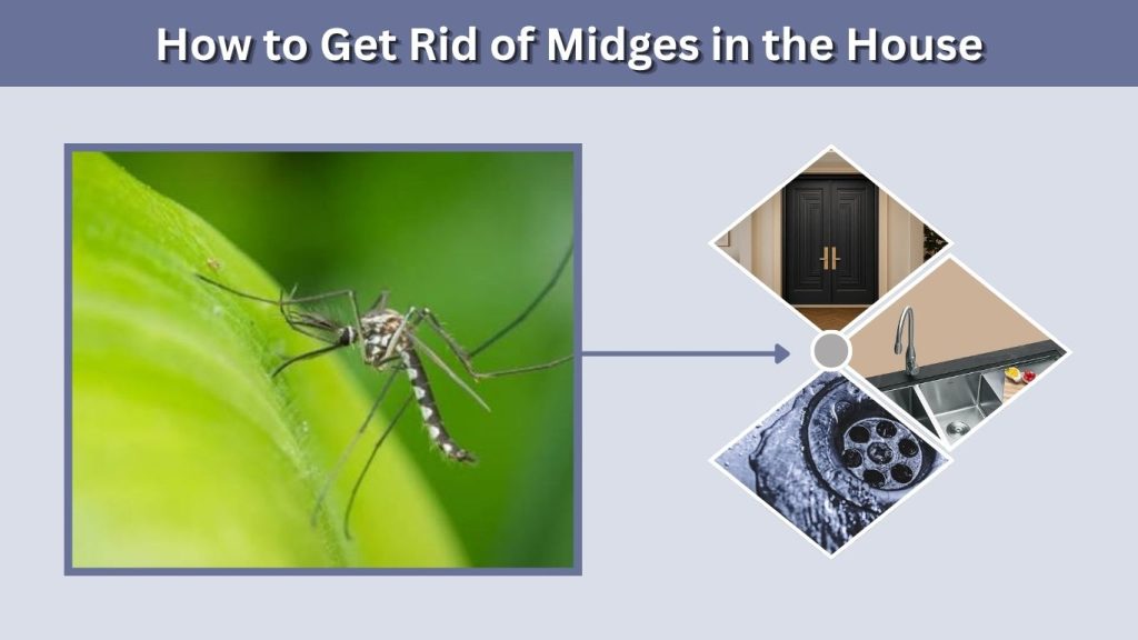 How to Get Rid of Midges in the House