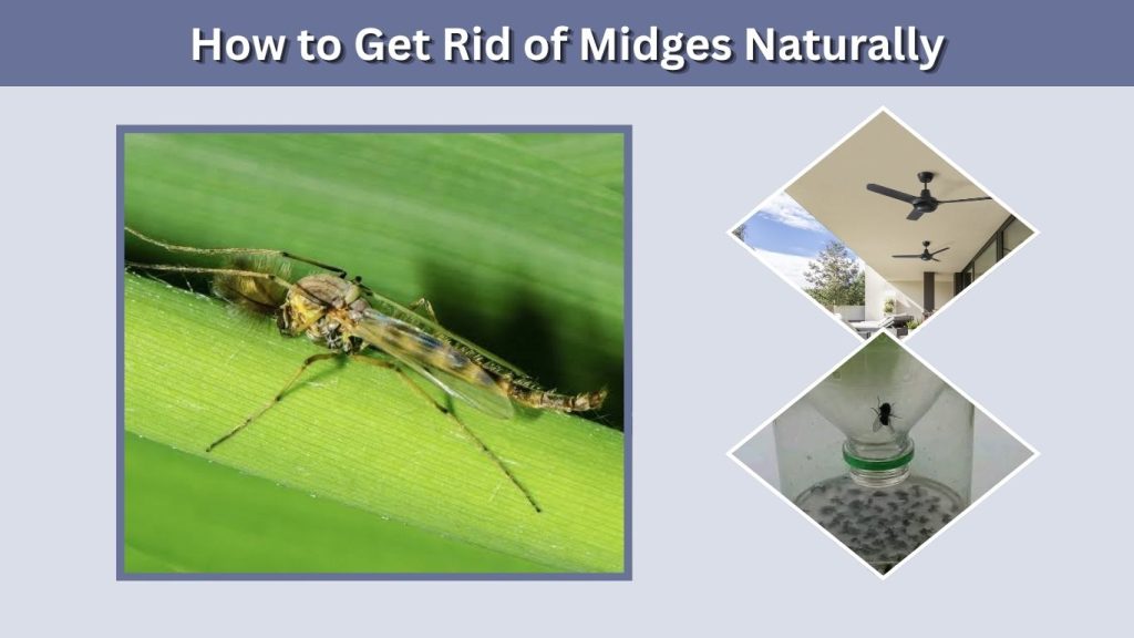 How to Get Rid of Midges Naturally