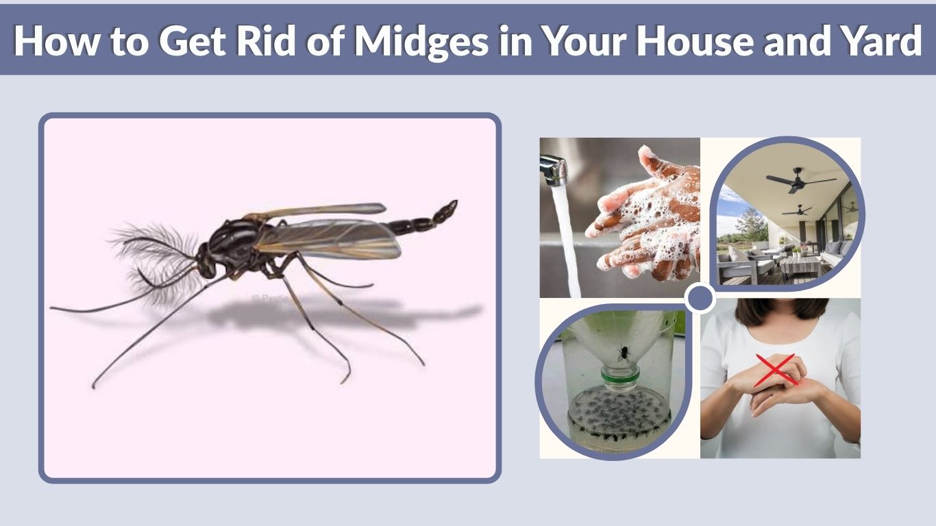 How to Get Rid of Midges in Your House and Yard