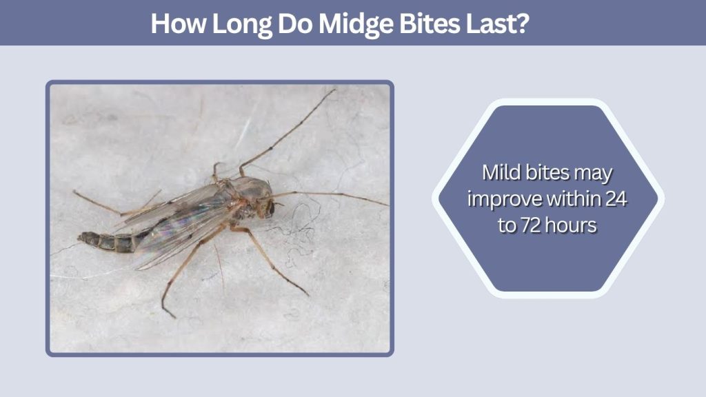 How Long Do Midge Bites Last?