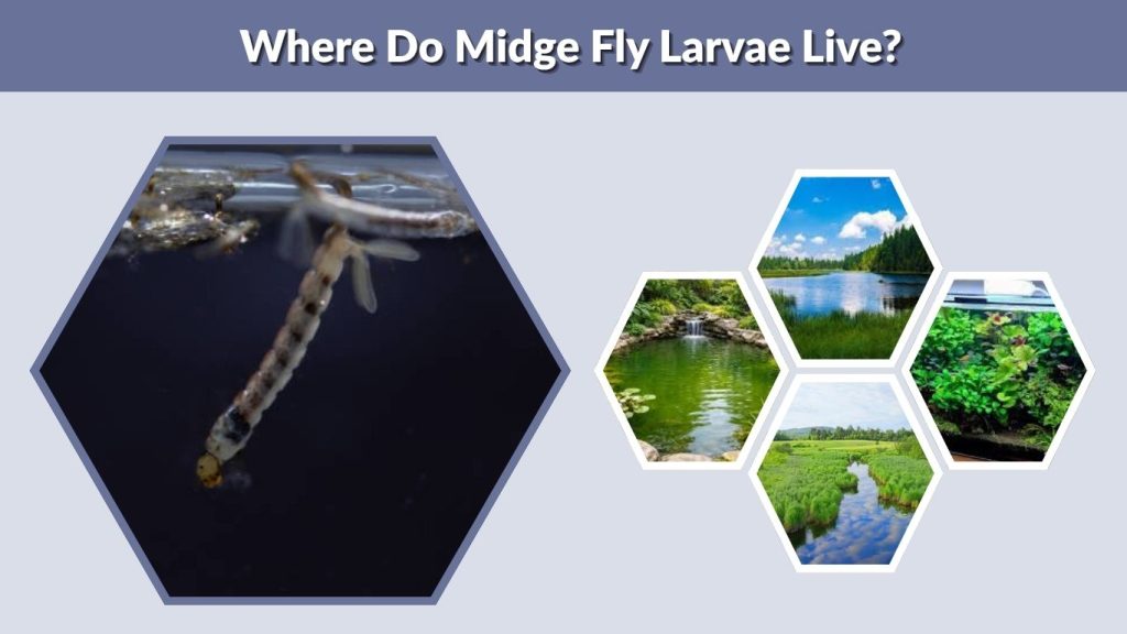 Where Do Midge Fly Larvae Live?