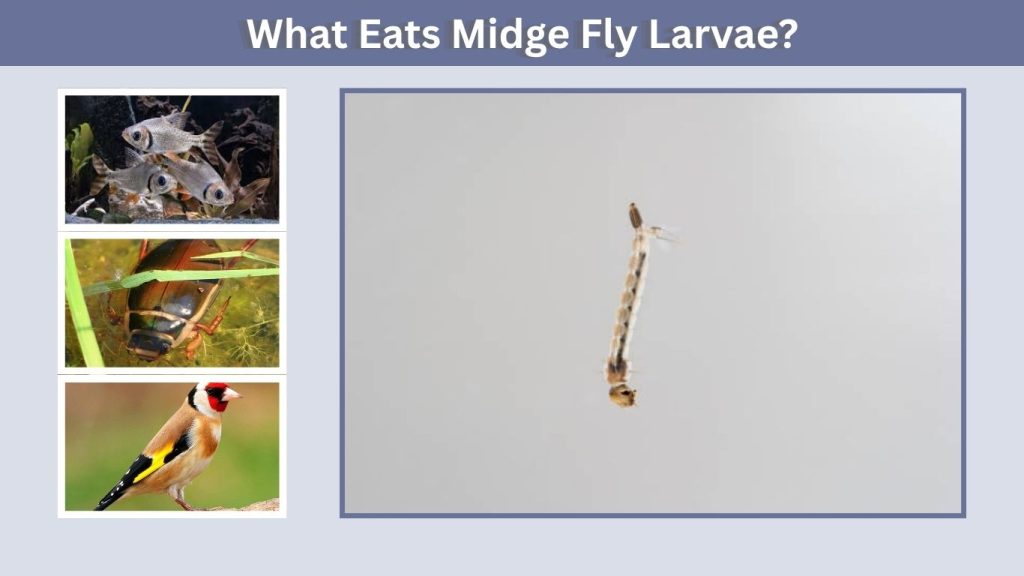 What Eats Midge Fly Larvae?