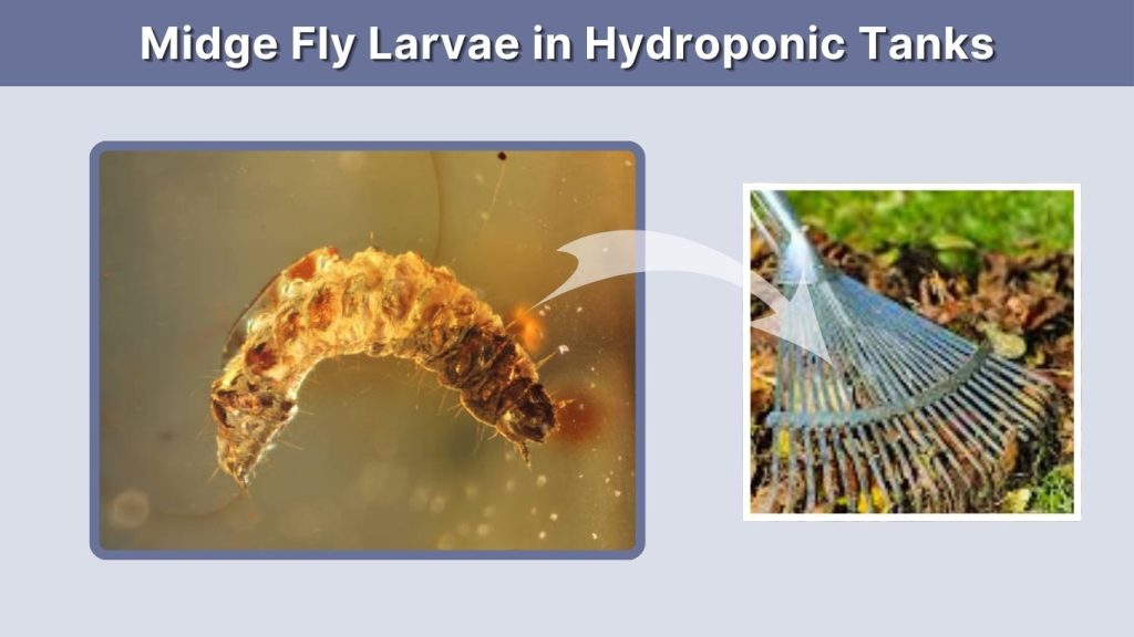 Midge Fly Larvae in Hydroponic Tanks