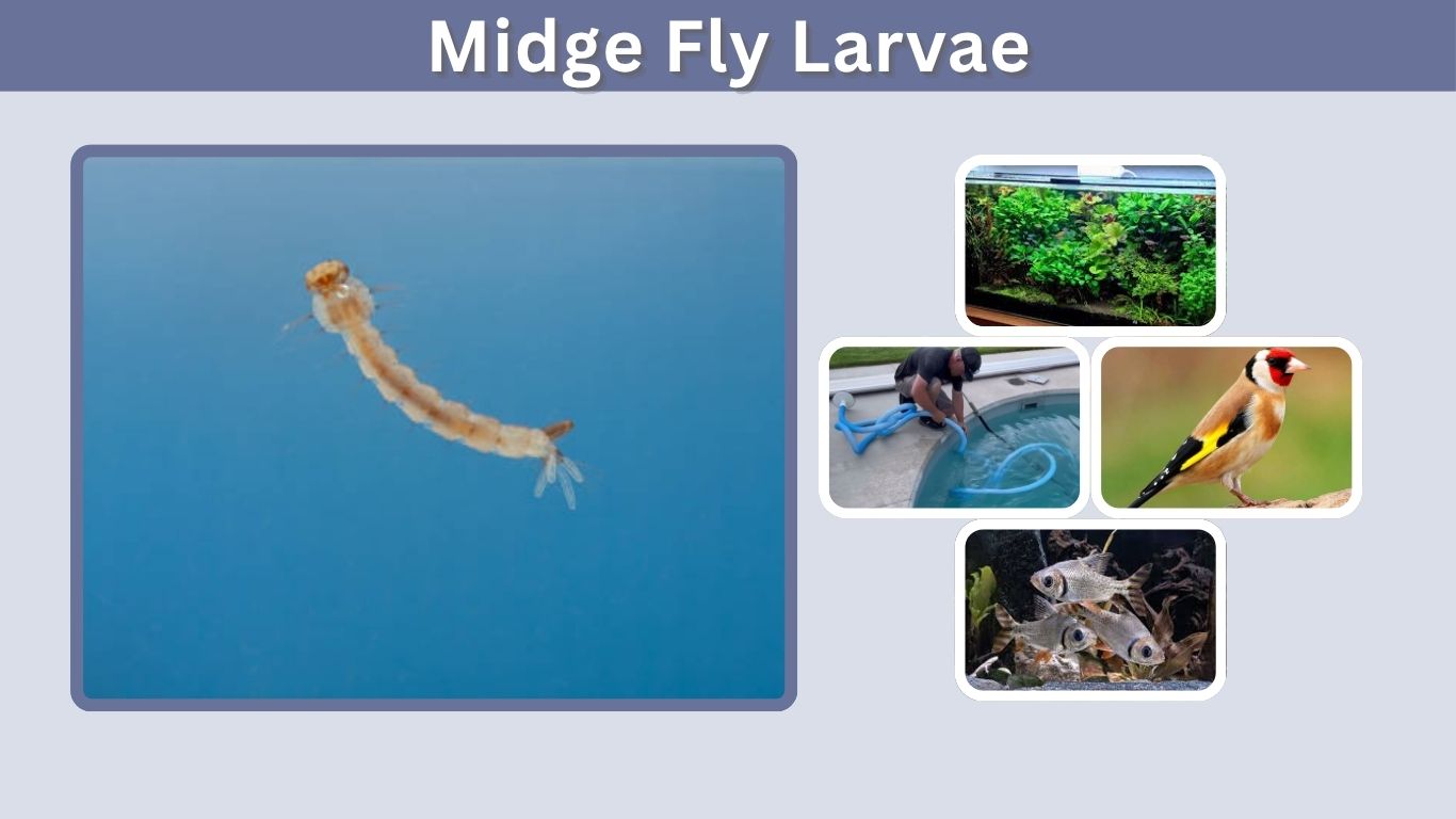 Midge Fly Larvae: Identification, Life Cycle and Control