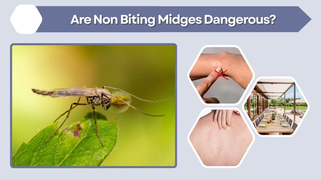 Are Non Biting Midges Dangerous?