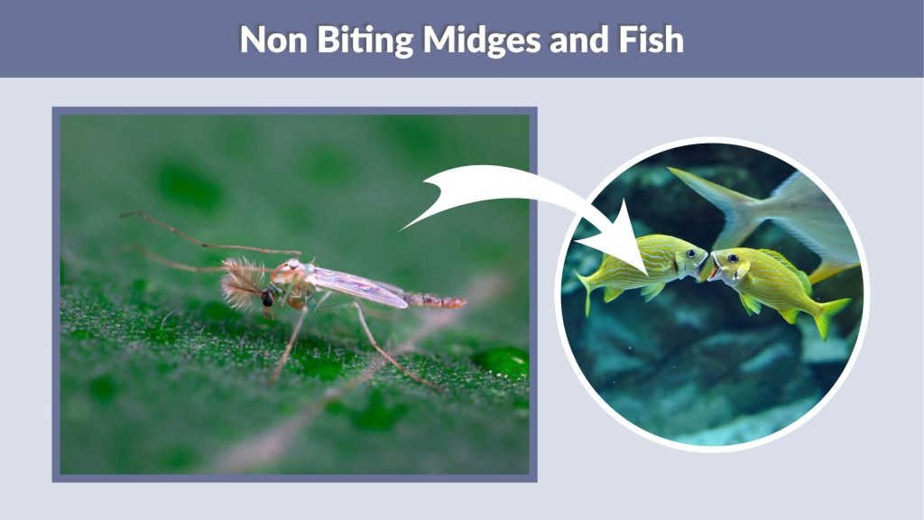 Non Biting Midges and Fish