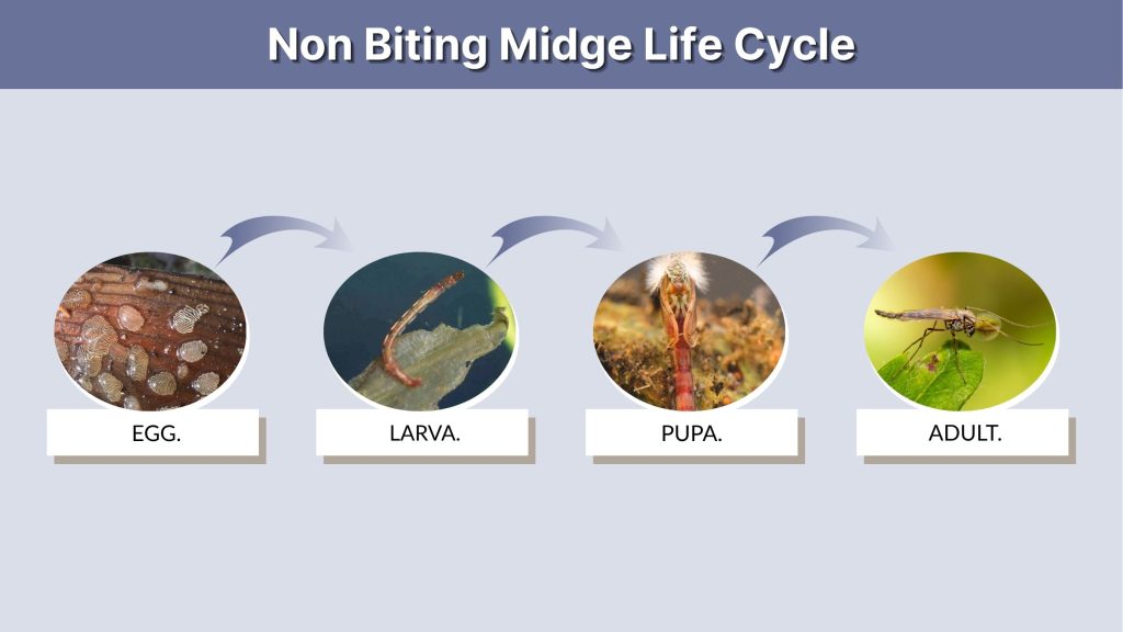 Non Biting Midge Life Cycle