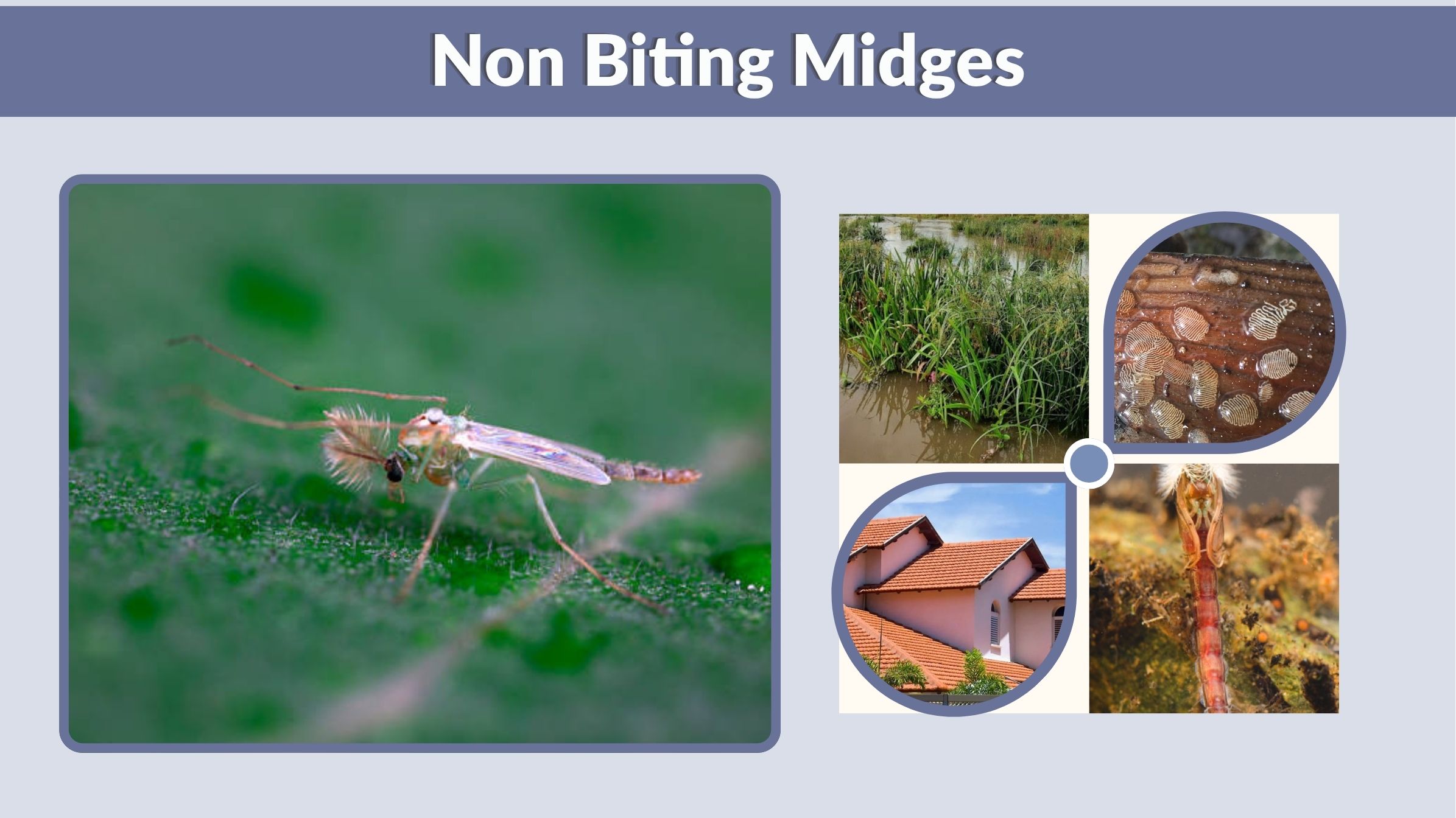 Non Biting Midges: Identification, Life Cycle and Control