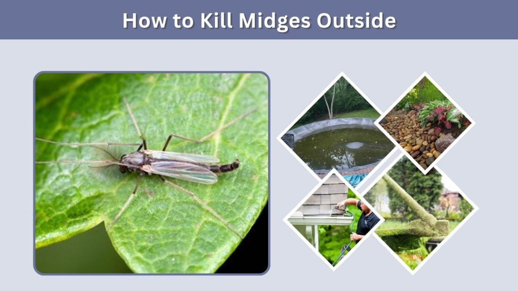 How to Kill Midges Outside