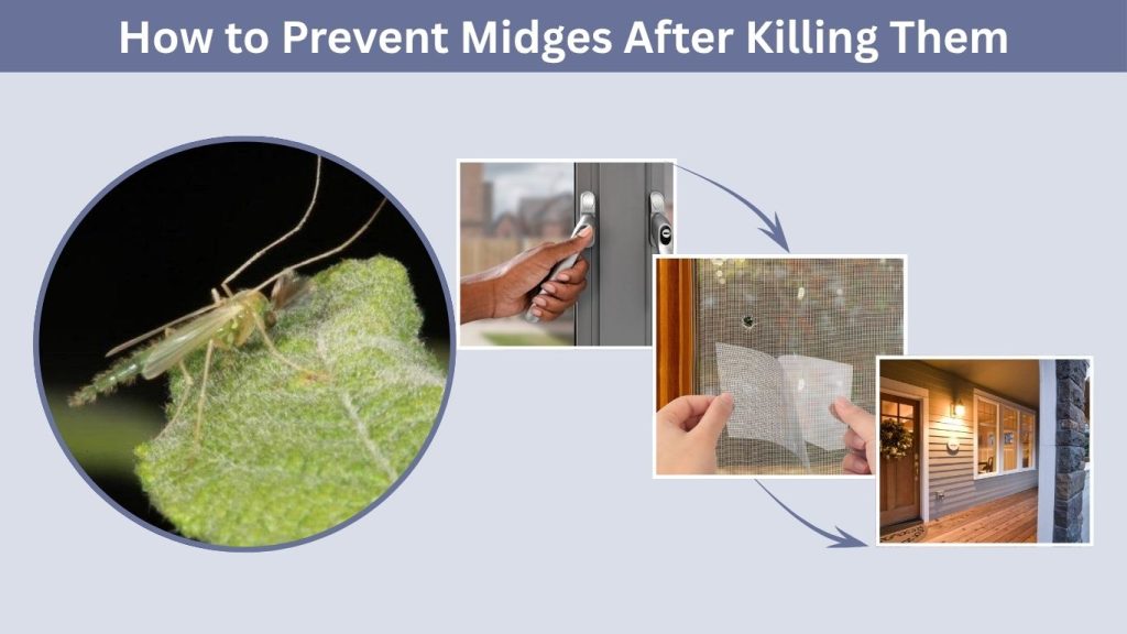 How to Prevent Midges After Killing Them