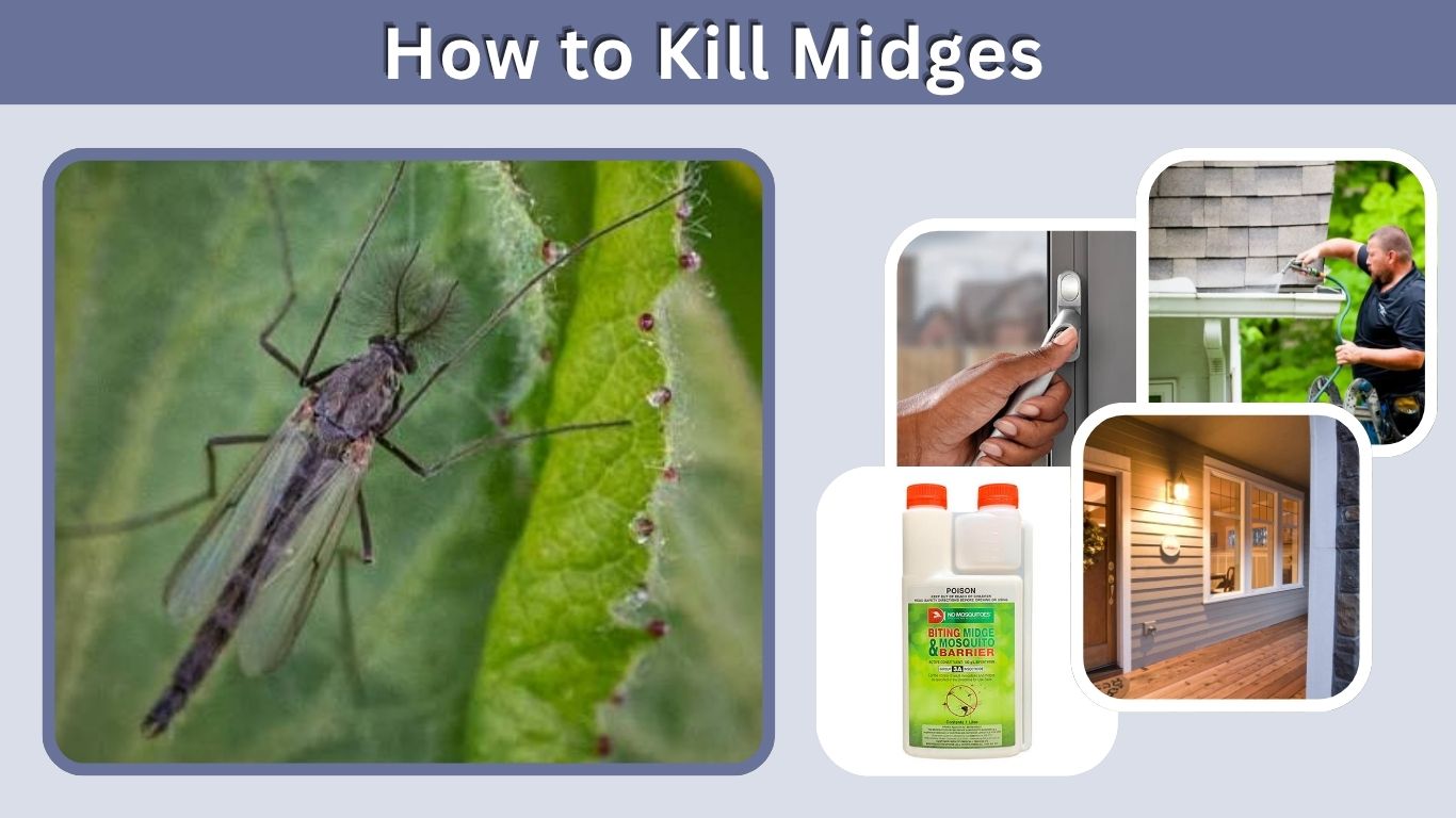 How to Kill Midges: Indoor and Outdoor Control Guide