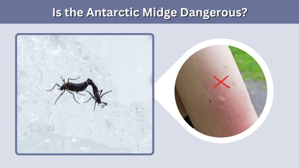Is the Antarctic Midge Dangerous?