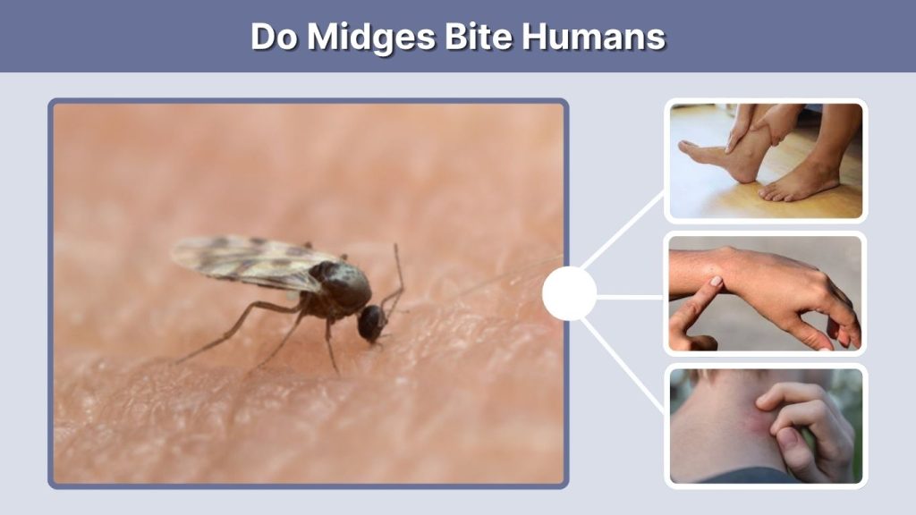 Do Midges Bite Humans
