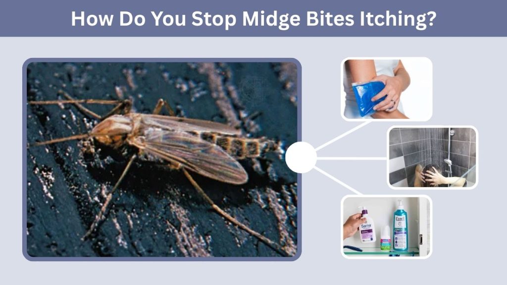 How Do You Stop Midge Bites Itching?