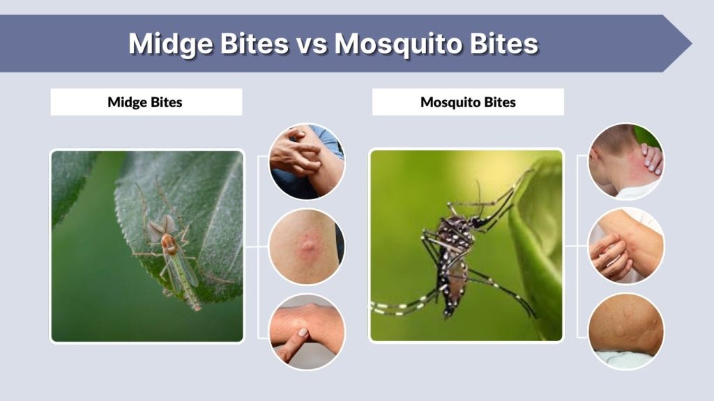 Midge Bites vs Mosquito Bites