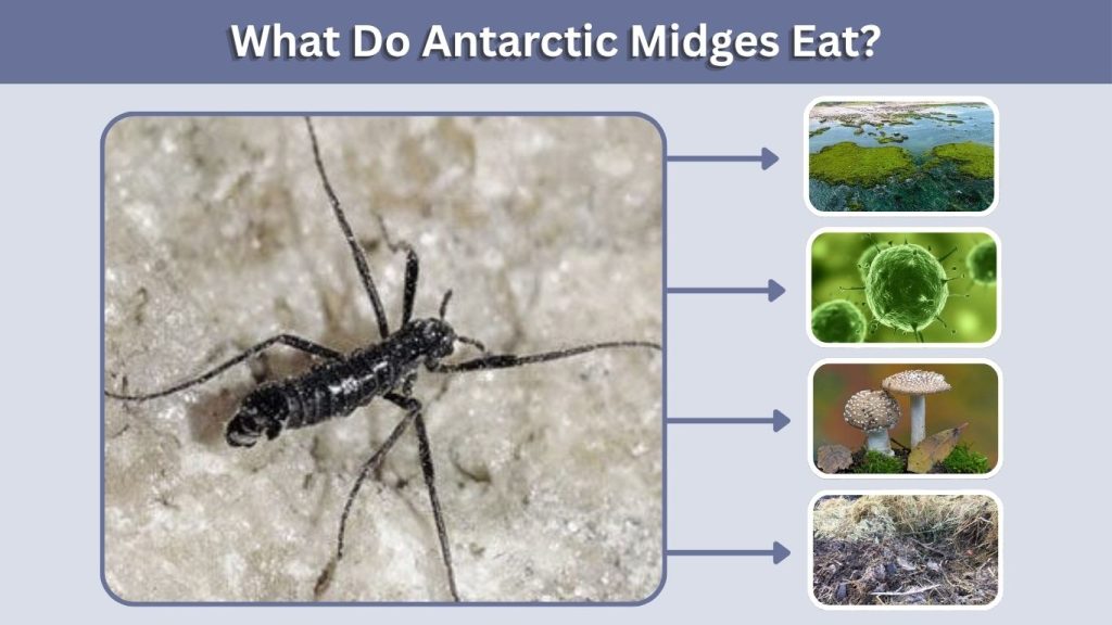 What Do Antarctic Midges Eat?