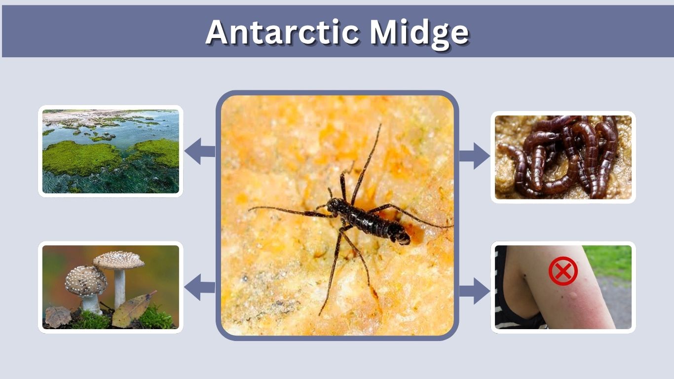 Antarctic Midge: Tiny Wingless Insect of Antarctica