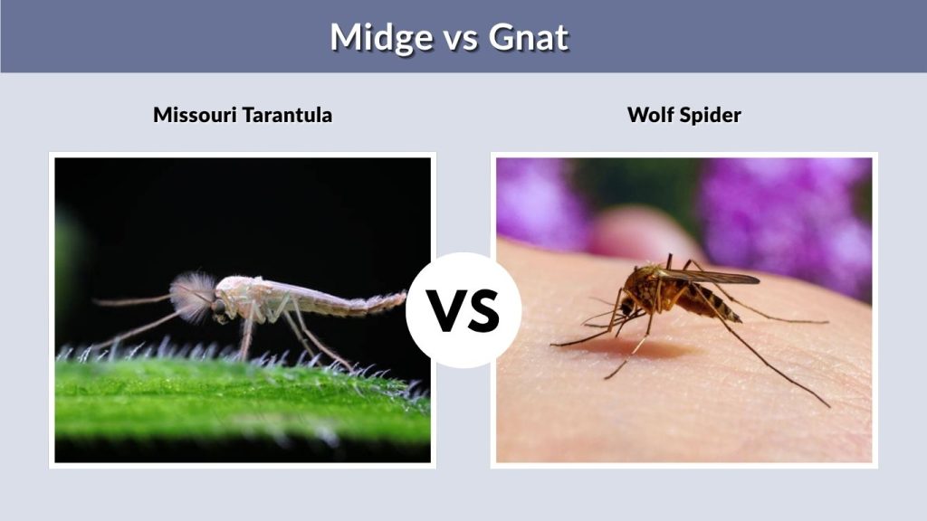 Midge vs Gnat