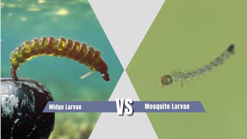 Midge Larvae vs Mosquito Larvae