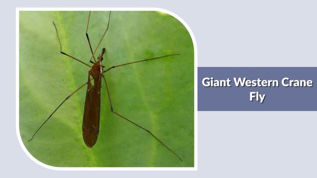 Giant Western Crane Fly