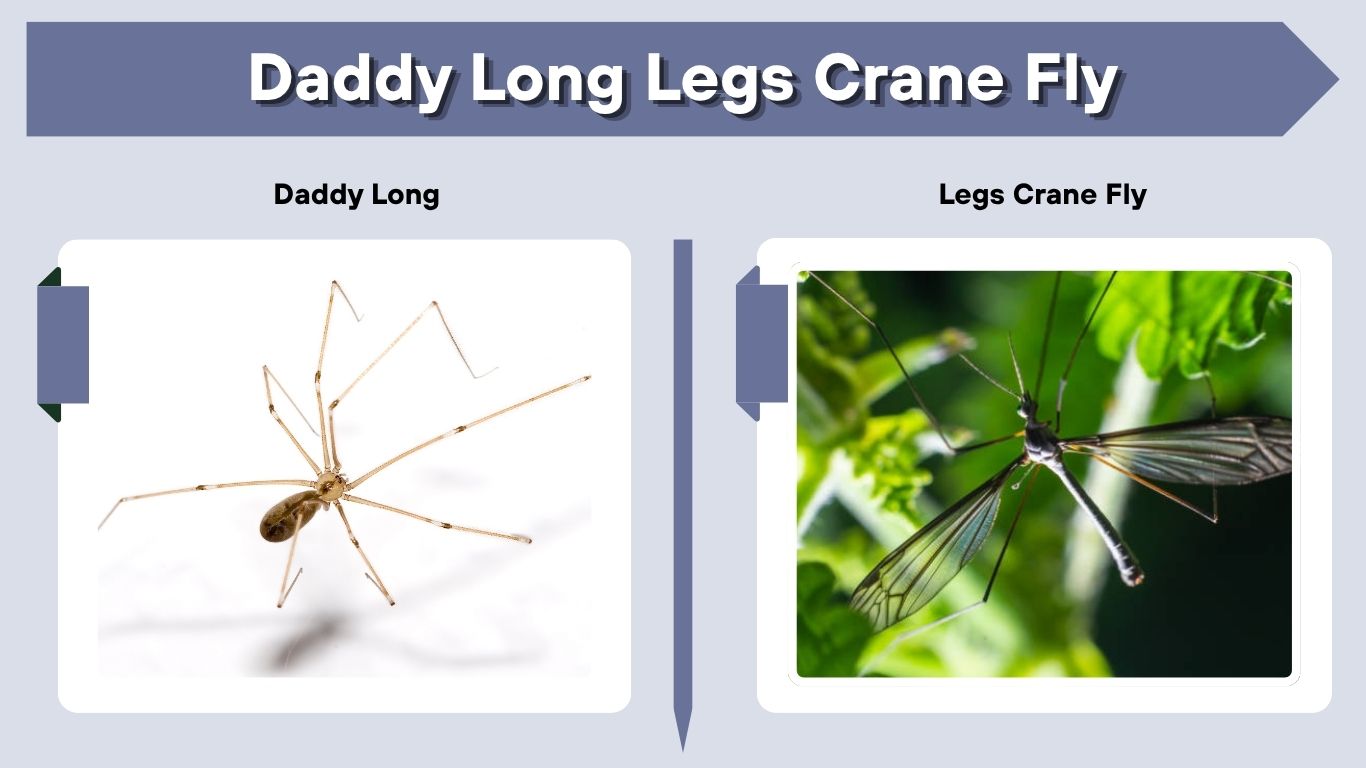 Daddy Long Legs Crane Fly: Facts, Legs and Myths