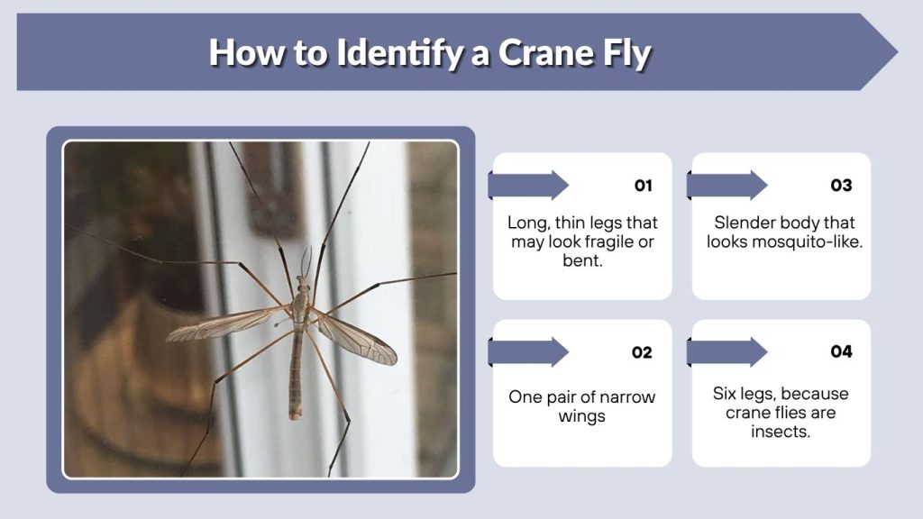 How to Identify a Crane Fly